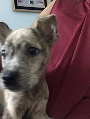 Brindle Female Puppy For Adoption - Mixed Breed Dog