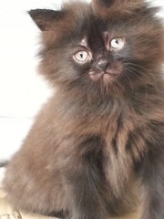 Misty - Persian + Tabby Cat