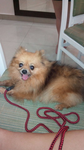 Pom - Pomeranian Dog