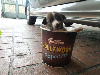 Who want a PupCorn