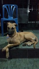 Urgent:handsome Dog Needs A Home - Mixed Breed Dog