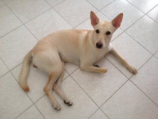 Shiro-chan - Mixed Breed Dog