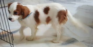 Molly - Cavalier King Charles Spaniel Dog