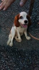 Molly - Cavalier King Charles Spaniel Dog