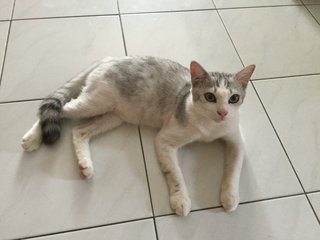 Ziggly - Domestic Short Hair Cat