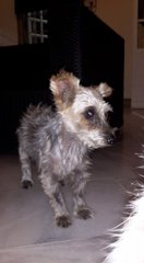 Silky Terrier Found In Usj3 - Silky Terrier Dog