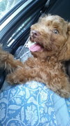 Bruno -toypoodle - Poodle Dog