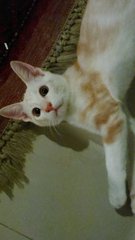 Caramel - Domestic Short Hair Cat