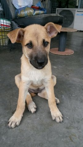 Cute Puppies Looking Forever Home~ - Mixed Breed Dog
