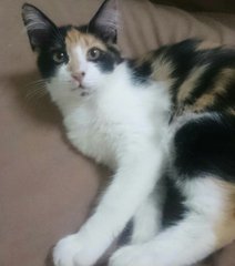 Fazura - Calico + Domestic Medium Hair Cat