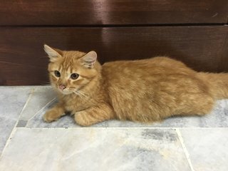 Fluffy N Friends - Domestic Medium Hair Cat