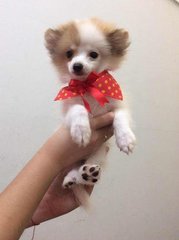 Pomeranian Puppies - Pomeranian Dog