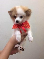 Pomeranian Puppies - Pomeranian Dog