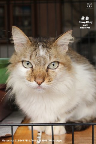 (Adopted) Choy-choy (♂) - Domestic Medium Hair Cat