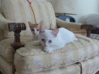 Max &amp; Molly - Domestic Short Hair Cat