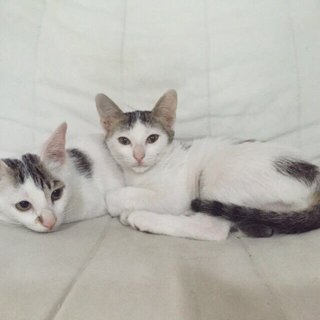 Spots &amp; Stripes - Domestic Short Hair Cat