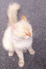Putih  - Persian Cat