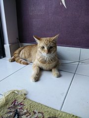 Lucas - Domestic Short Hair Cat