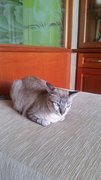 Sasha - Bengal + Siamese Cat
