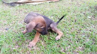 Cute Puppy Sisters  - Mixed Breed Dog