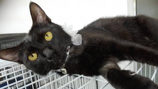 Baqi &lt;3 The Blackie Girl - Domestic Short Hair Cat