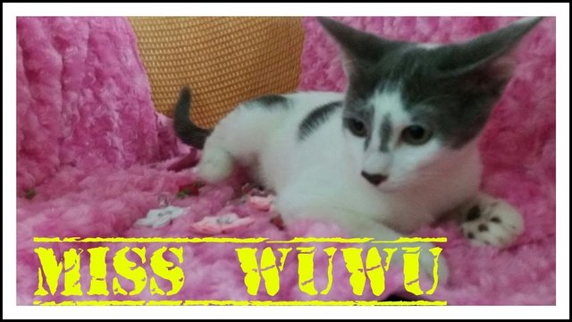 Miss Wuwu - Domestic Long Hair + Persian Cat
