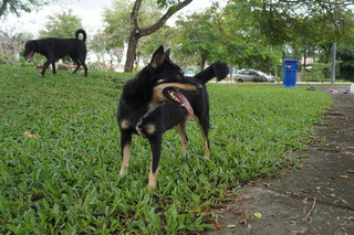 Cutie Pie - Doberman Pinscher Mix Dog