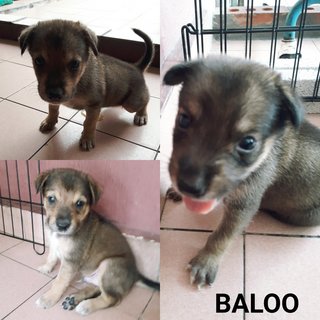 Baloo, Bamse, Chewie And Foozie - Mixed Breed Dog