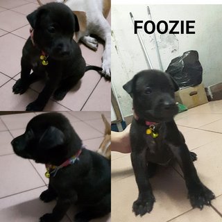 Baloo, Bamse, Chewie And Foozie - Mixed Breed Dog