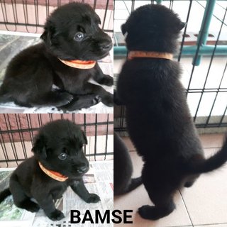 Baloo, Bamse, Chewie And Foozie - Mixed Breed Dog