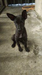 Little Blackie - Mixed Breed Dog