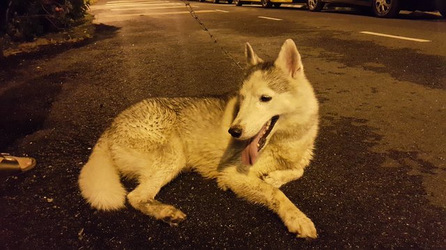 Unknown - Siberian Husky Dog