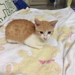 Gingery - Domestic Short Hair Cat
