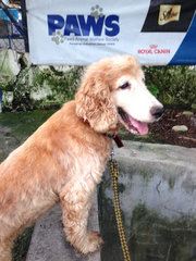 Cooper - English Cocker Spaniel Dog