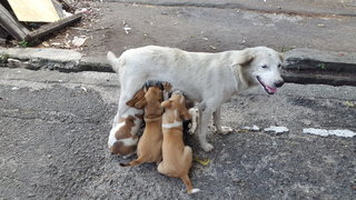 New Babies - Mixed Breed Dog