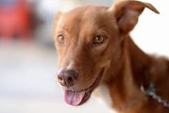 Messy Is Looking For Sweet Home~ - Doberman Pinscher Mix Dog