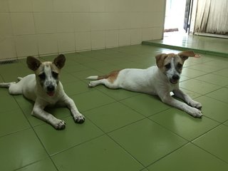2 Sisters - Terrier Mix Dog