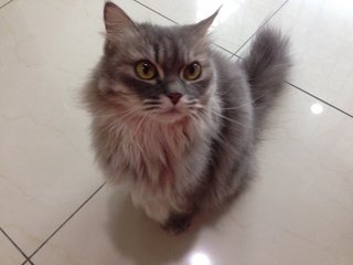 Maxi Girl And Max Ii (Two) - Persian + Domestic Medium Hair Cat