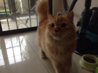 Maxi Girl And Max Ii (Two) - Persian + Domestic Medium Hair Cat