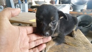 Male Puppies  - Mixed Breed Dog