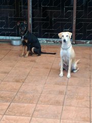 Zara (Black) and Jill (cream) need to find new homes