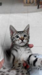 Jester - Domestic Short Hair Cat