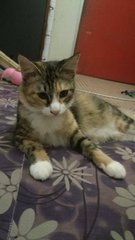 Gugurl~ - Domestic Medium Hair Cat