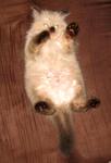 Gabby @ Fifi Shinosuki - Persian + Applehead Siamese Cat