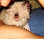 Gabby @ Fifi Shinosuki - Persian + Applehead Siamese Cat
