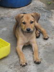 1 Lovely Puppy For Adoption - Spitz Mix Dog