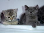 Harry And Harrmonie - British Shorthair Cat