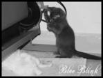 Blue Blink - Russian Blue + Domestic Short Hair Cat