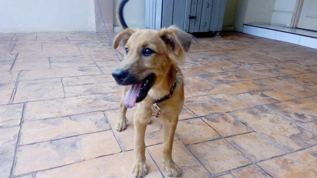 Leo - Mixed Breed Dog