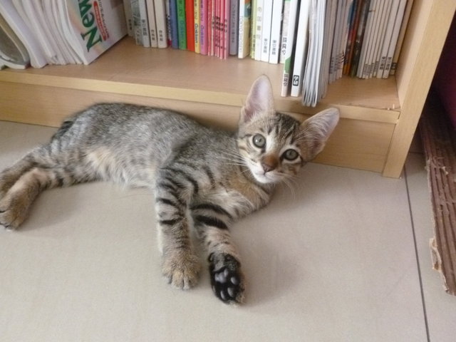 Shima (しま) - Domestic Short Hair Cat
